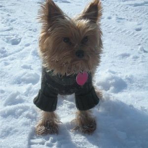 Ralph Lauren dog sweater (small)